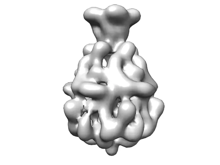 High-resolution Single Particle Analysis from Electron Cryo-microscopy Images Using SPHIRE