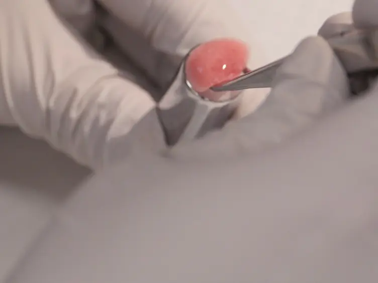 Precision-cut Mouse Lung Slices to Visualize Live Pulmonary Dendritic Cells