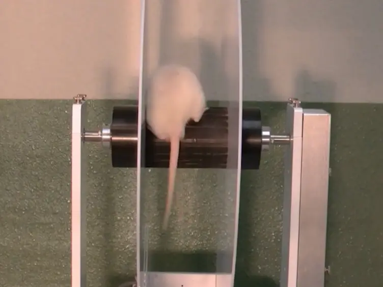 Slice Patch Clamp Technique for Analyzing Learning-Induced Plasticity