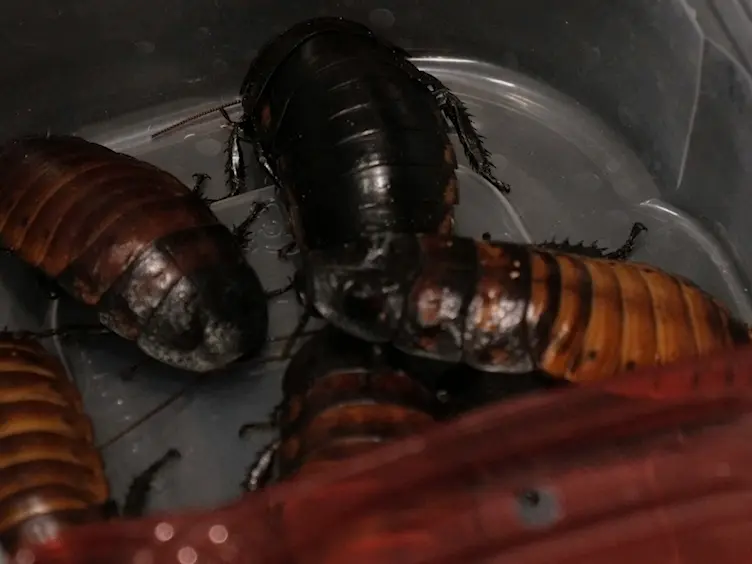 The Madagascar Hissing Cockroach as an Alternative Non-mammalian Animal Model to Investigate Virulence, Pathogenesis, and Drug Efficacy