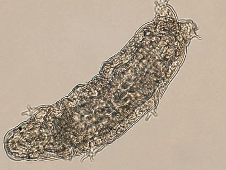 Ultralow Input Genome Sequencing Library Preparation from a Single Tardigrade Specimen