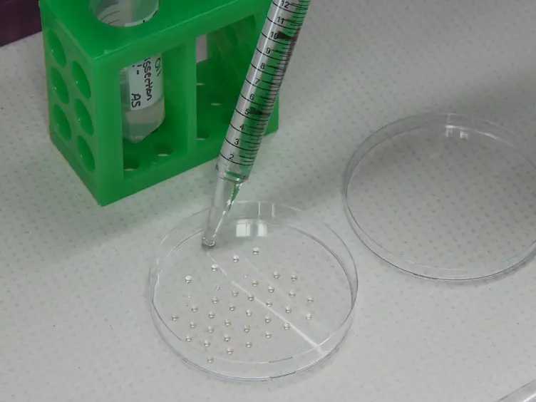 Investigating Teliospore Germination Using Microrespiration Analysis and Microdissection