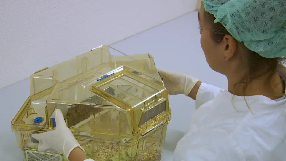 Using Clicker Training and Social Observation to Teach Rats to Voluntarily Change Cages