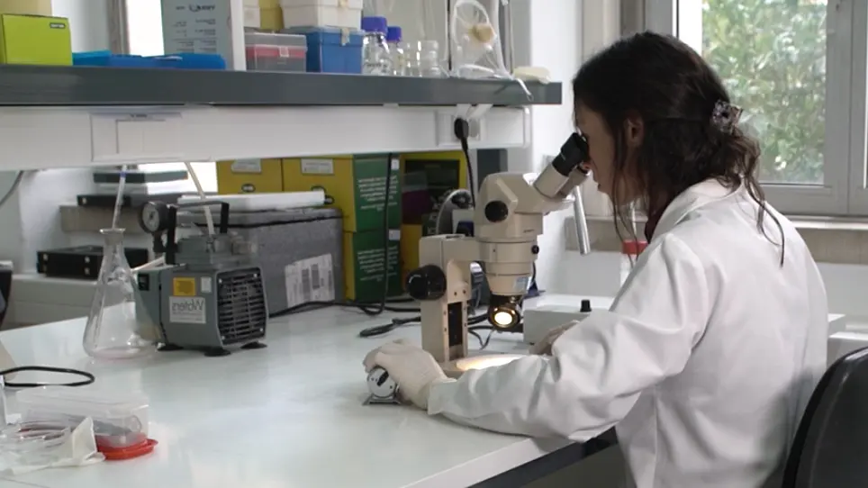 A Blood-Free Diet to Rear Anopheline Mosquitoes
