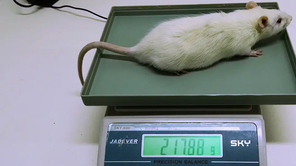 Generation of a Rat Model of Acute Liver Failure by Combining 70% Partial Hepatectomy and Acetaminophen
