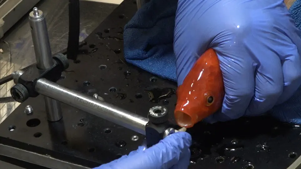 Wireless Electrophysiological Recording of Neurons by Movable Tetrodes in Freely Swimming Fish