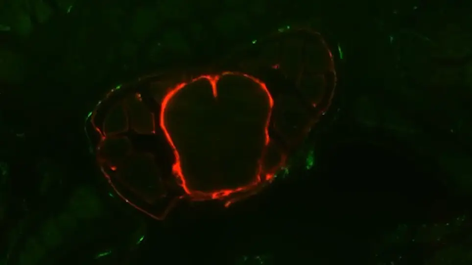 Three-Dimensional Imaging of the Vertebral Lymphatic Vasculature and Drainage using iDISCO<sup>+</sup> and Light Sheet Fluorescence Microscopy