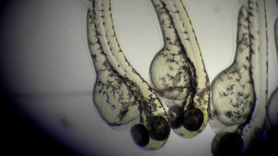 Infection of Zebrafish Larvae with <em>Aspergillus</em> Spores for Analysis of Host-Pathogen Interactions