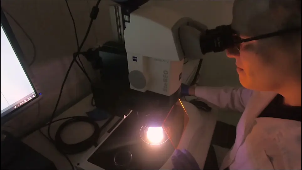 Assessment of de novo Protein Synthesis Rates in <em>Caenorhabditis elegans</em>