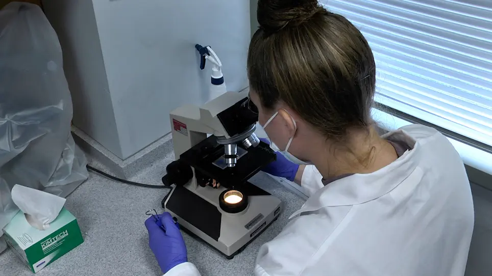Dissection and Isolation of Murine Glia from Multiple Central Nervous System Regions