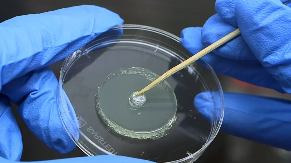 Measuring Volatile and Non-volatile Antifungal Activity of Biocontrol Products