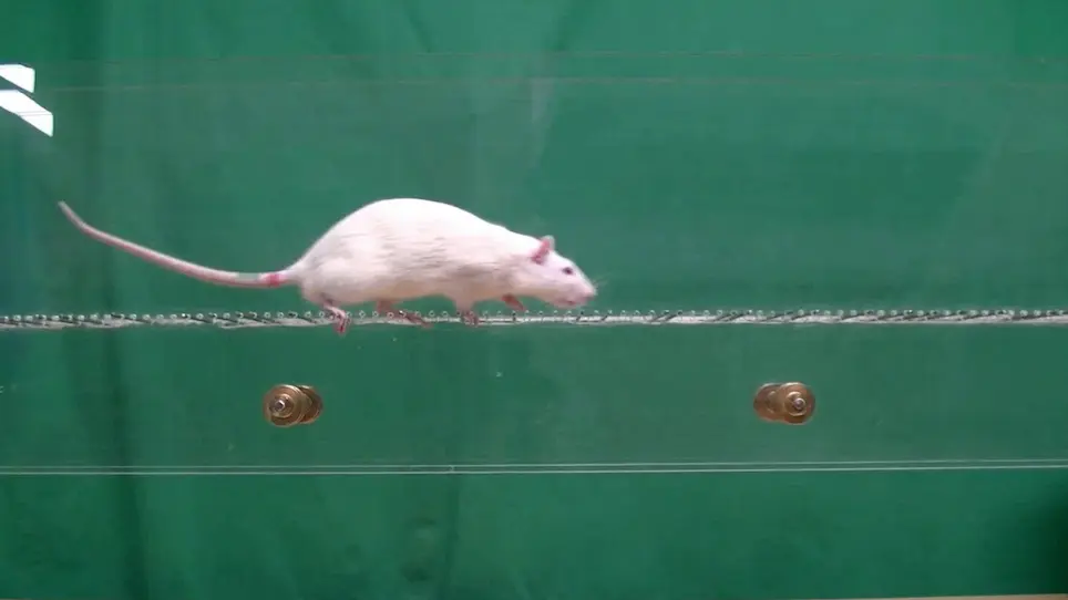 Multifactorial Assessment of Motor Behavior in Rats after Unilateral Sciatic Nerve Crush Injury