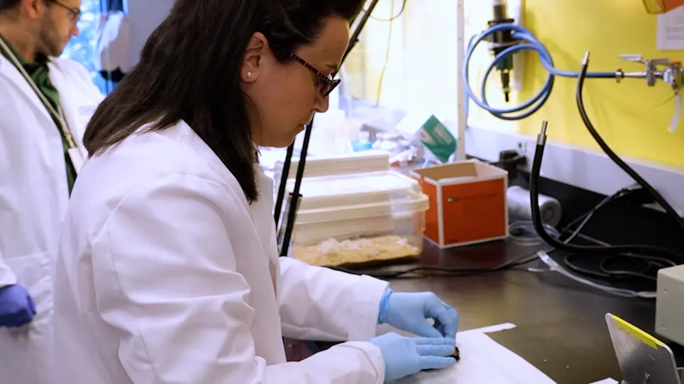 A Permanent Window for Investigating Cancer Metastasis to the Lung