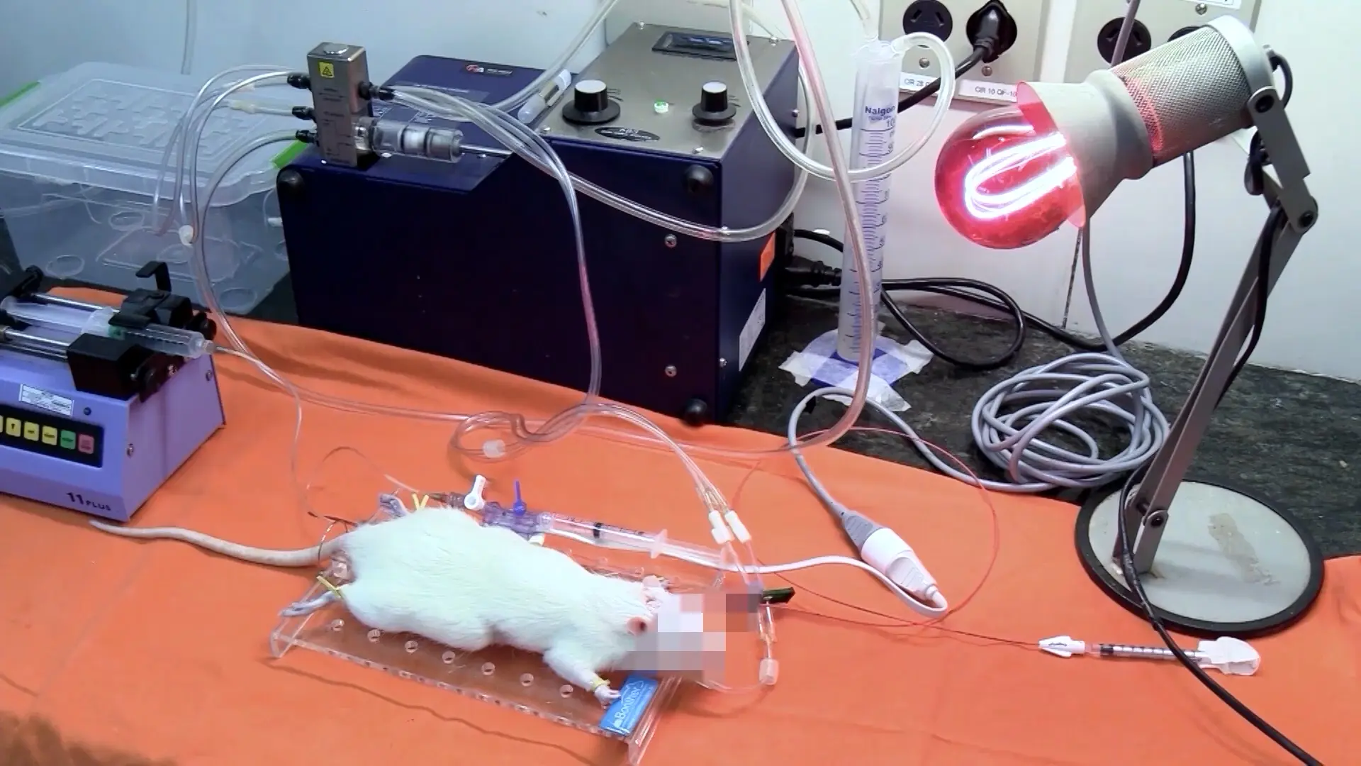 Study of Experimental Organ Donation Models for Lung Transplantation