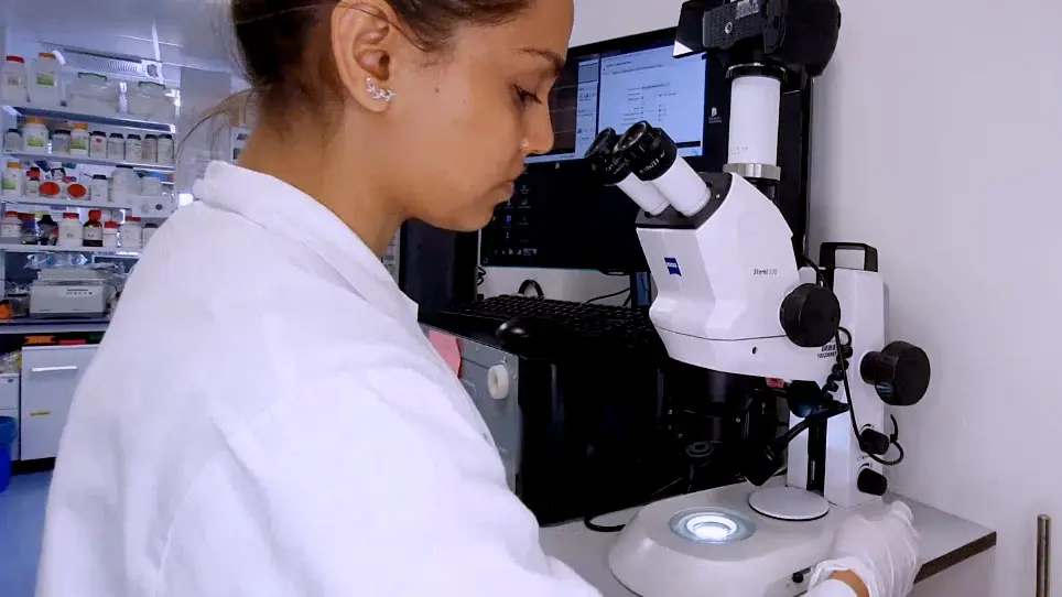 Induction of Ocular Surface Inflammation and Collection of Involved Tissues