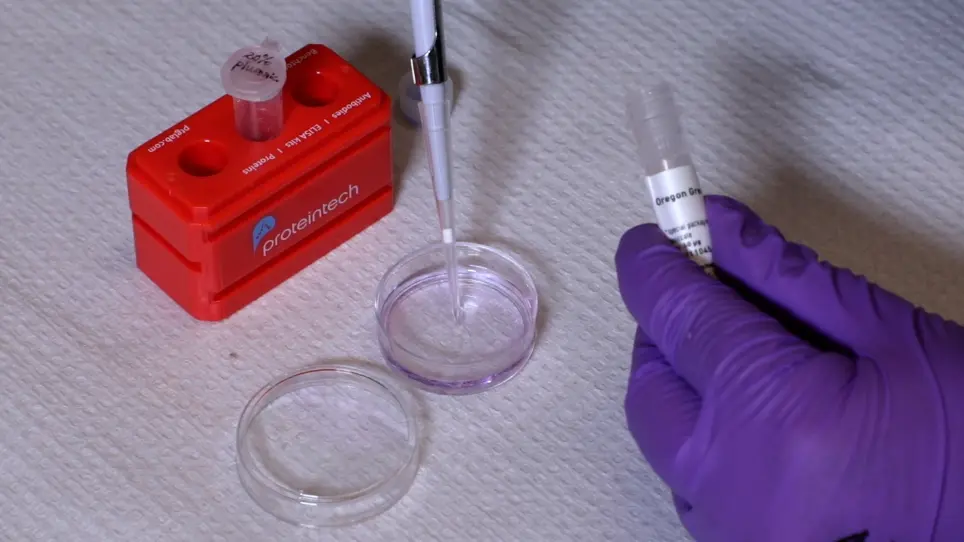Utilizing the Precision-Cut Lung Slice to Study the Contractile Regulation of Airway and Intrapulmonary Arterial Smooth Muscle