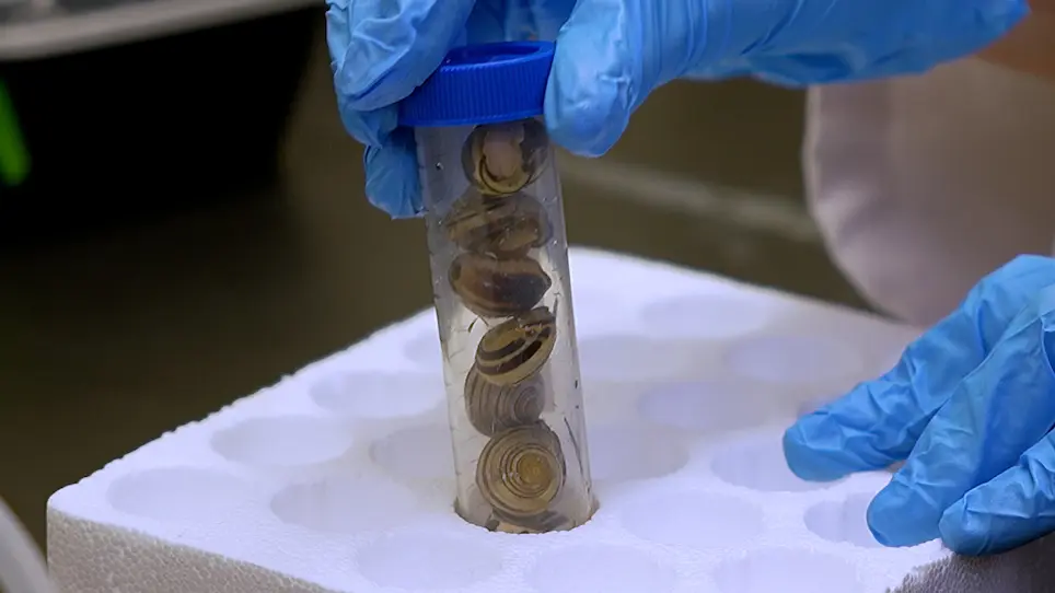 Assessing the Putative Anticryptococcal Properties of Crude and Clarified Extracts from Mollusks