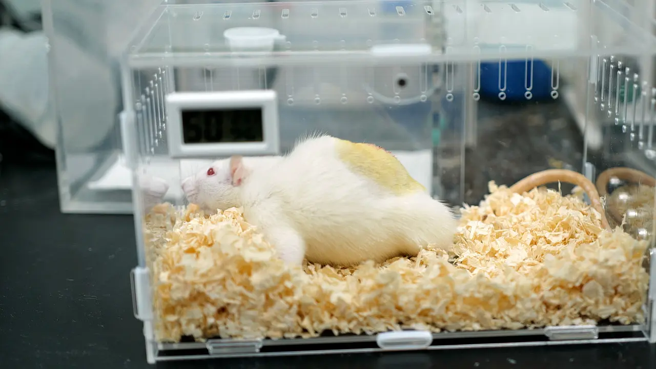 Analgesic Effect of Tuina on Rat Models with Compression of the Dorsal Root Ganglion Pain