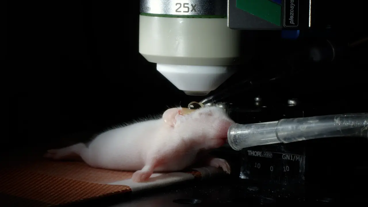 In Vivo Visualization of Spontaneous Activity in Neonatal Mouse Sensory Cortex at a Single-Neuron Resolution