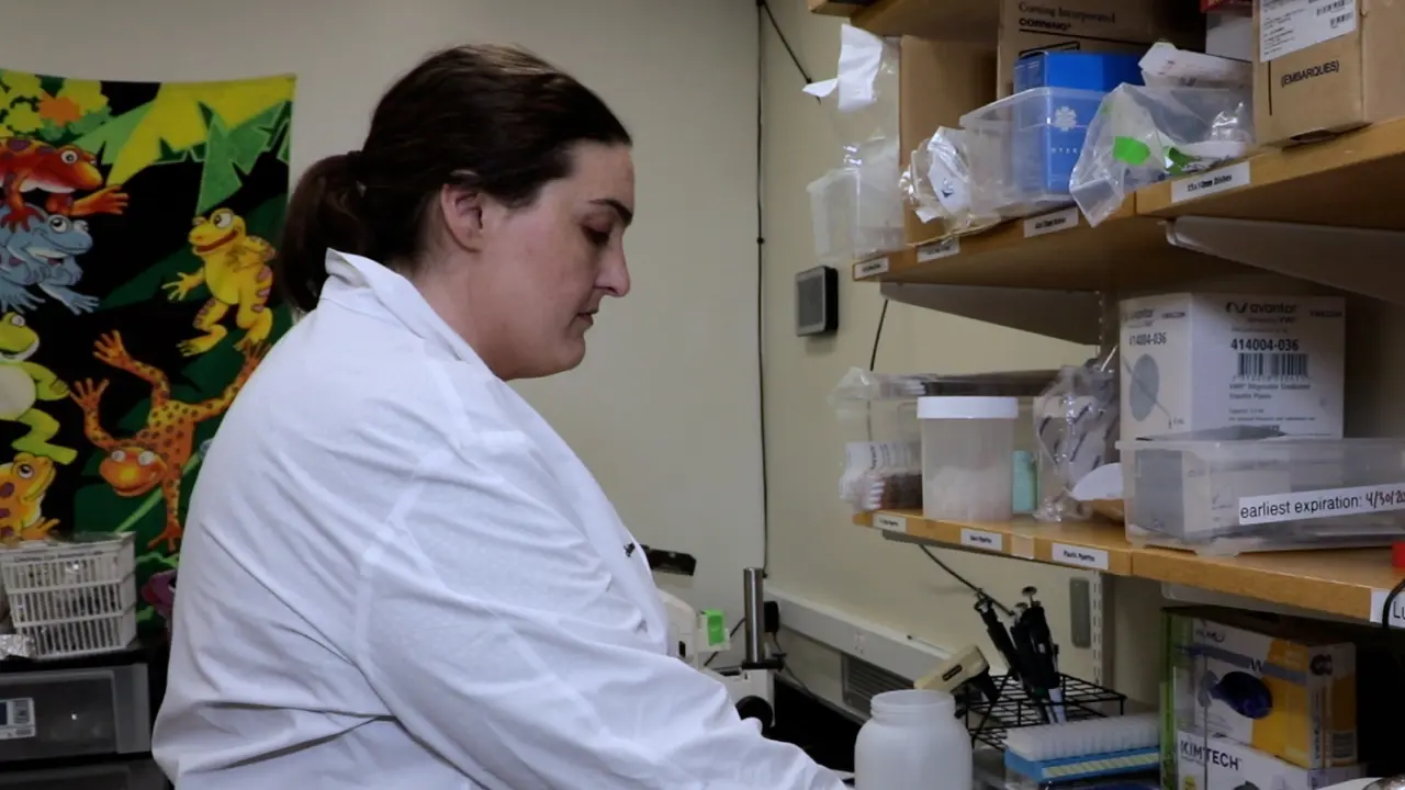 Techniques for Rapidly Sampling Six Crucial Organs in Adult Xenopus