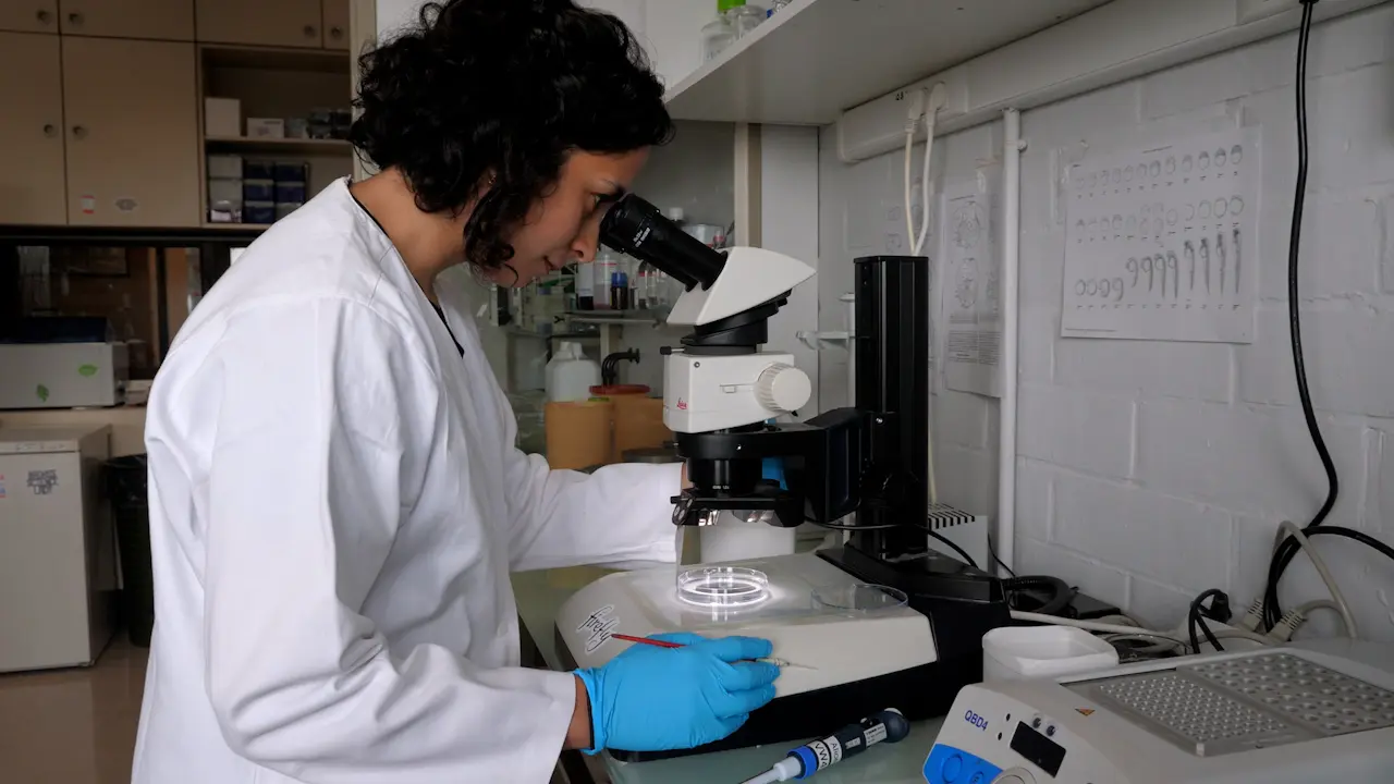 Live Imaging and Characterization of Microglia Dynamics in the Zebrafish Embryo