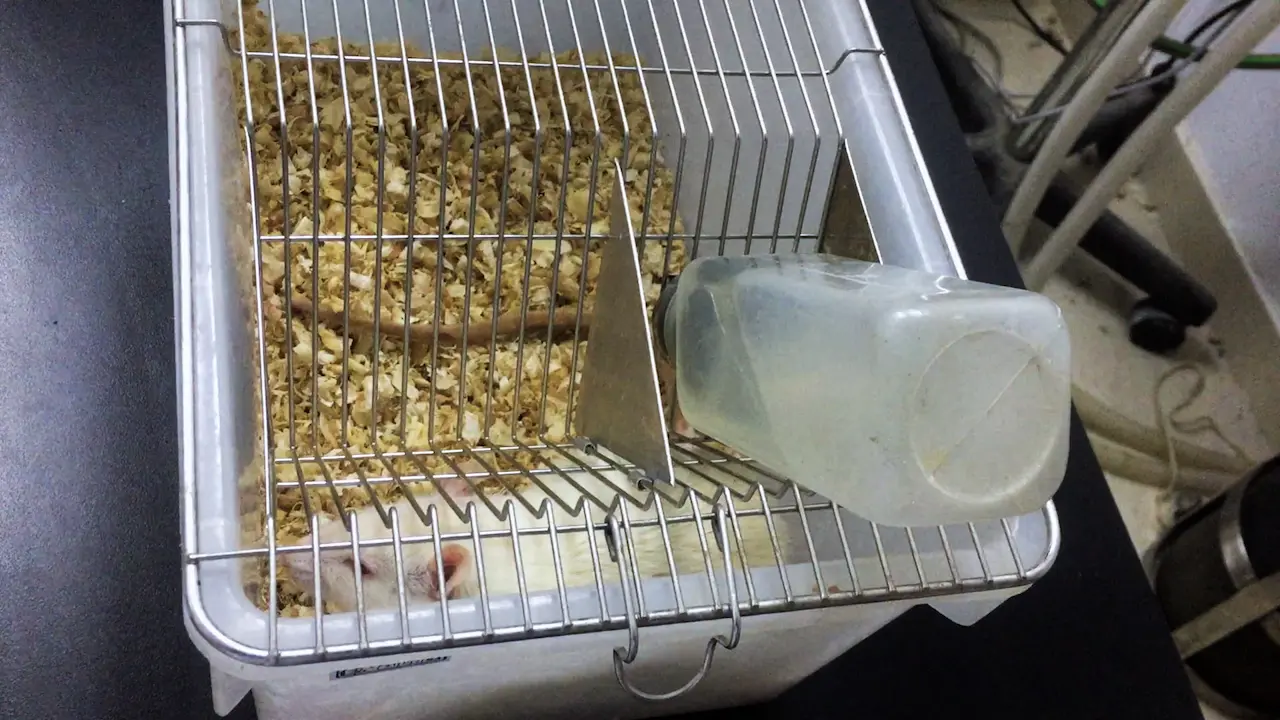 A Rat Model of Pouchitis Following Proctocolectomy and Ileal Pouch-Anal Anastomosis Using Dextran Sulfate Sodium