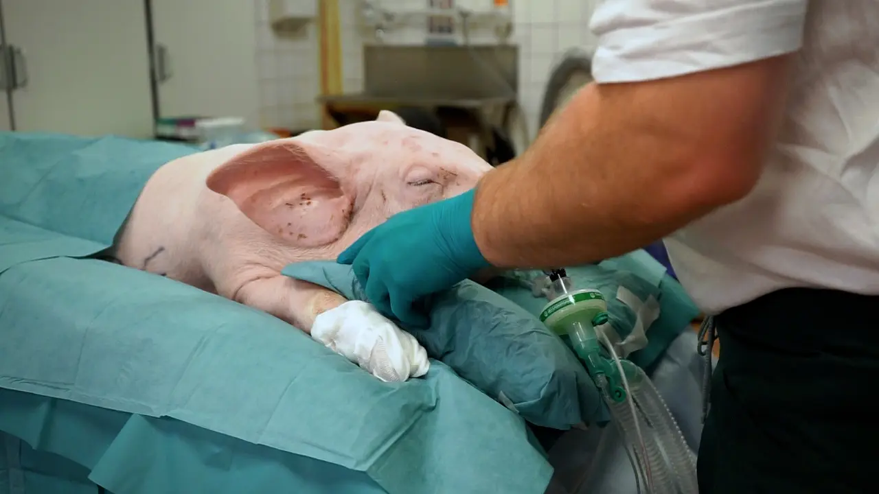 Accessing the Porcine Brain via High-Speed Pneumatic Drill Craniectomy