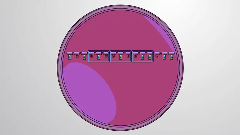 Tipos de RNA