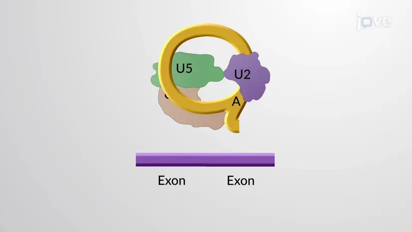 Splicing do RNA