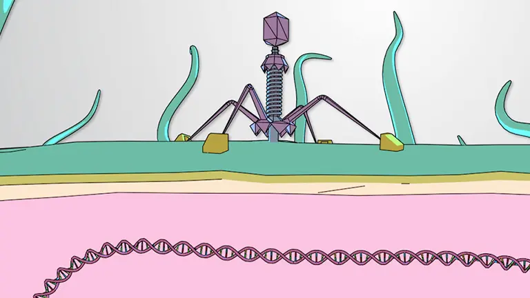 Lytische cyclus van bacteriofagen
