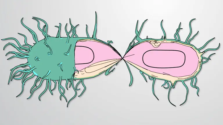 Lysogene cyclus van bacteriofagen