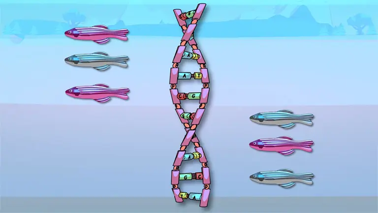 Speciation Rates
