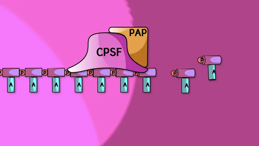 Processamento do pré-mRNA