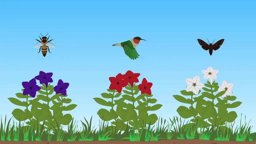 Genetics of Speciation