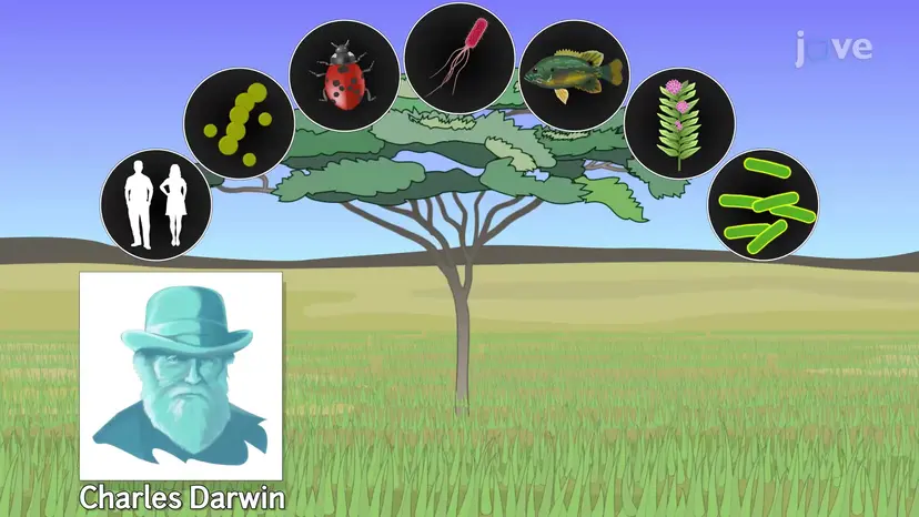 The Tree of Life - Bacteria, Archaea, and Eukaryotes