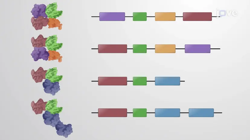 Conservation of Protein Domains