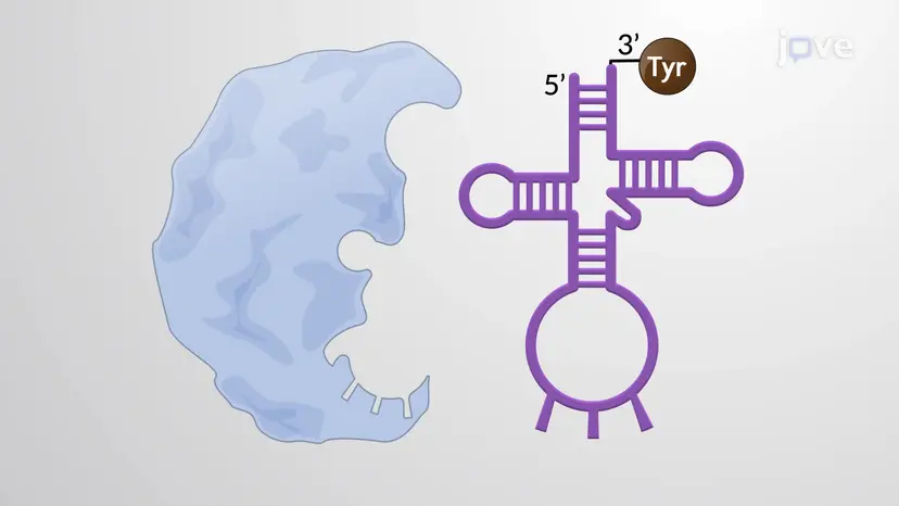 Ativação de tRNA