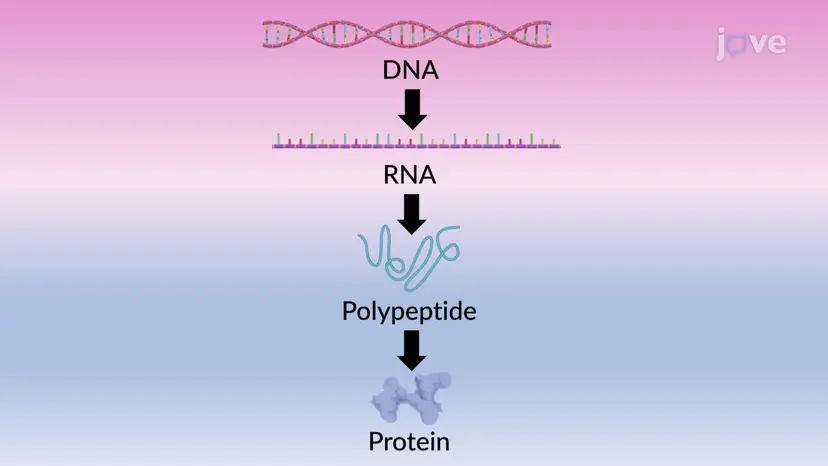 Proteínas: Dos Genes à Degradação