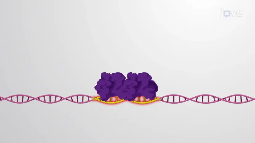 Cooperative Binding of Transcription Regulators