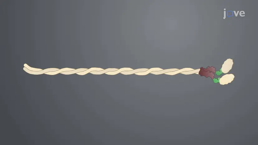 Overview of Myosin Structure and Function