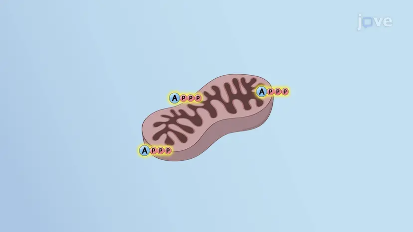 Mitocondria