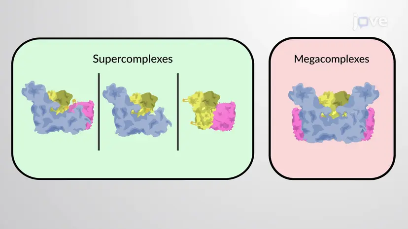 Los supercomplejos de la membrana de las crestas mitocondriales