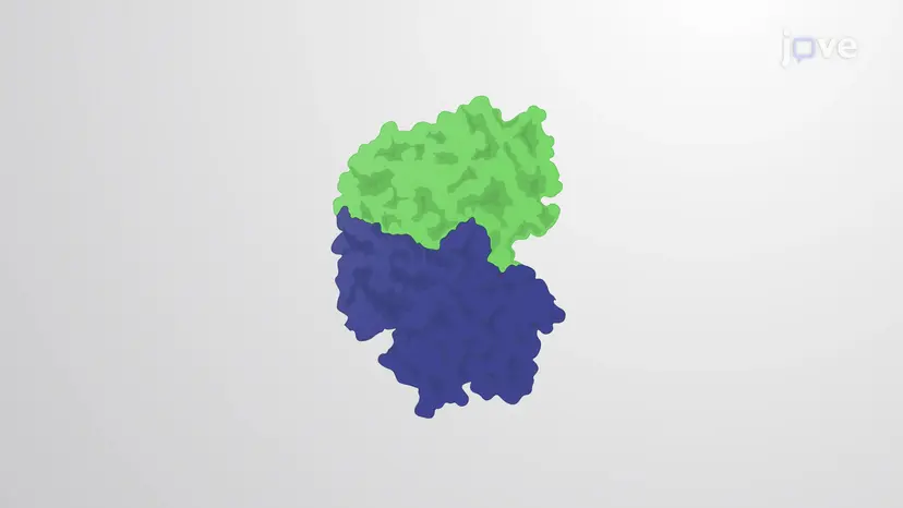 M-Cdk Drives Transition Into Mitosis