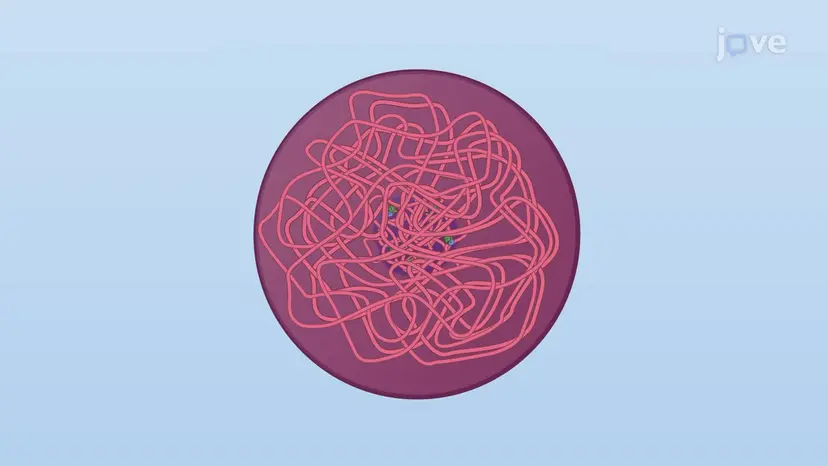 Chromosome Duplication