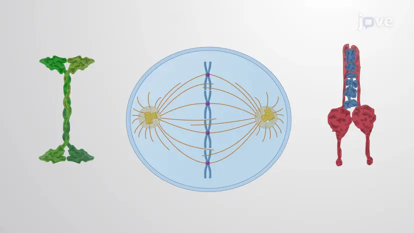The Mitotic Spindle