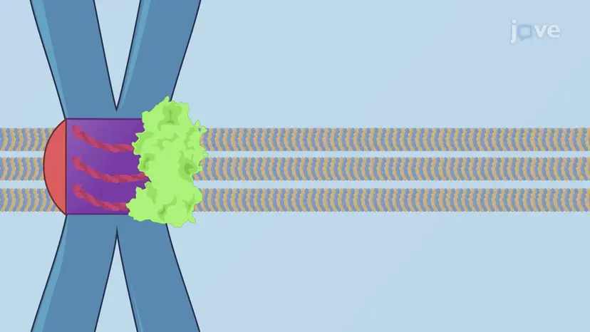The Spindle Assembly Checkpoint
