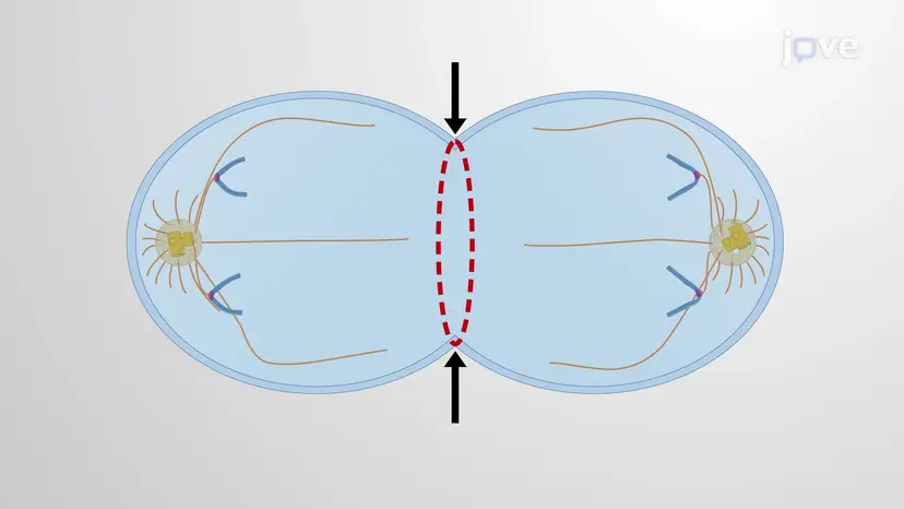 The Contractile Ring