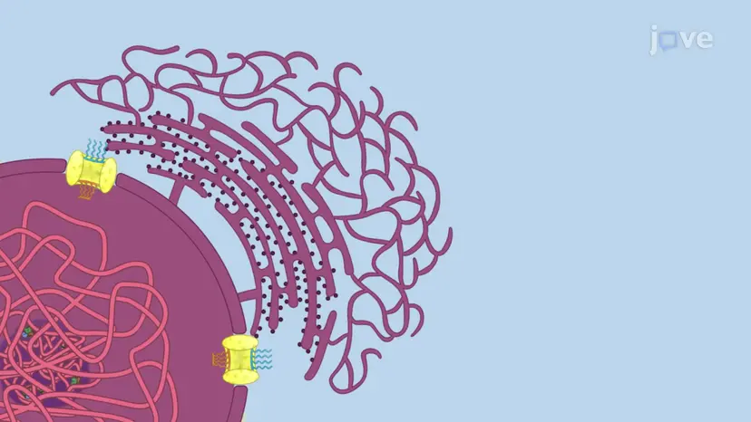 The Endoplasmic Reticulum