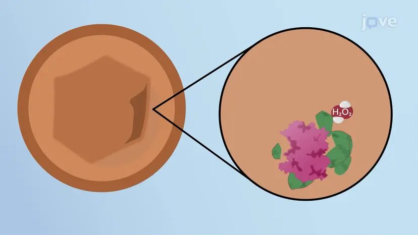 Peroxisomes
