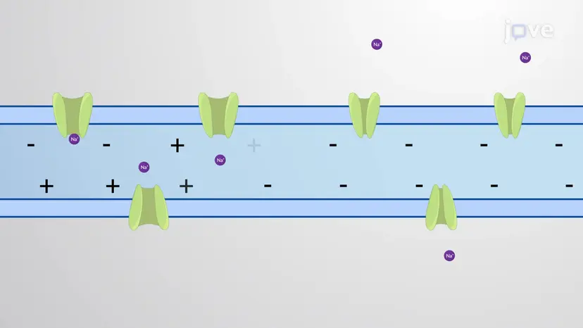 The Role of Ion Channels in Neuronal Computation